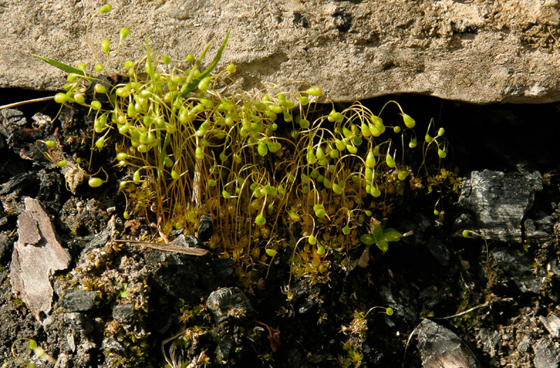 Funaria hygrometrica